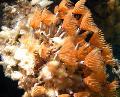   punane Akvaarium Mere Selgrootud Bispira Sp. fänn usse Foto