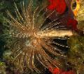 Фото Сабеластарта магнифика морские черви описание