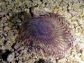   紫 水族馆 海无脊椎动物 夏威夷鸡毛掸子 风扇蠕虫 / Sabellastarte sp. 照