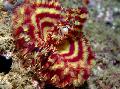 Фото Сабеластарта морські черв'яки опис