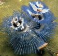  blau Aquarium Meer Wirbellosen Weihnachtsbaum-Wurm fan würmer / Spirobranchus sp. Foto
