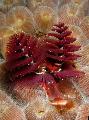   sarkans Akvārijs Jūras Bezmugurkaulnieki Ziemassvētku Eglīte Tārps / Spirobranchus sp. Foto