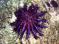   purple Aquarium Sea Invertebrates Crown Of Thorns sea stars / Acanthaster planci Photo