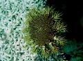   šedá Akvárium Mořských Bezobratlých Trnová Koruna hvězdy moře / Acanthaster planci fotografie