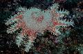   getupft Aquarium Meer Wirbellosen Dornenkrone seesterne / Acanthaster planci Foto