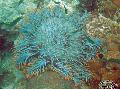   көктегі Аквариум Теңіз омыртқасыздары Тікен Star Тәжі теңіз жұлдызы / Acanthaster planci Фото