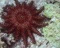   червен Аквариум Морски Безгръбначни Венец От Тръни морски звезди / Acanthaster planci снимка