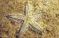 Песчаная морская звезда