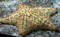  gul Akvarium Havsdjur Retikulärt Sjöstjärna, Karibisk Kudde Stjärna sjöstjärnor / Oreaster reticulatus Fil