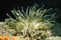  розе Акваријум Море Бескичмењаци Atlantic Anemone анемонес / Condylactis gigantea фотографија