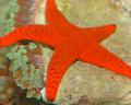   punainen Akvaario Meri Selkärangattomat Punainen Meritähti / Fromia kuva