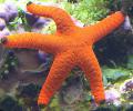   red Aquarium Sea Invertebrates Red Starfish / Fromia Photo
