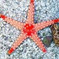   brown Aquarium Sea Invertebrates Red Starfish / Fromia Photo