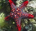 Roten Knopf Seestern (Red Wirbelsäule Sterne, Hochrot Knopf Star Fish)