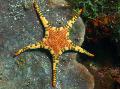Double Sea Star, Platted Hvězdice