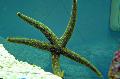   siva Akvarij More Beskralježnjaci Galatheas Sea Star / Nardoa sp. Foto