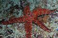 foto Galatheas Estrela De Mar  descrição
