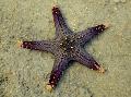 Choc Chip (Knob) Sea Star