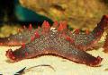   kırmızı Akvaryum Deniz Omurgasızları Choc Çip (Düğme) Deniz Yıldızı / Pentaceraster sp. fotoğraf