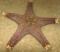   světle modrá Akvárium Mořských Bezobratlých Choc Chip (Knoflík) Sea Star hvězdy moře / Pentaceraster sp. fotografie