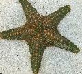   グレー 水族館 海の無脊椎動物 チョコチップ（ノブ）海の星 / Pentaceraster sp. フォト