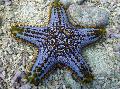   şeffaf Akvaryum Deniz Omurgasızları Choc Çip (Düğme) Deniz Yıldızı / Pentaceraster sp. fotoğraf