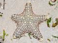   çizgili Akvaryum Deniz Omurgasızları Choc Çip (Düğme) Deniz Yıldızı / Pentaceraster sp. fotoğraf