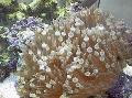 Sfat Bule Anemone (Anemone Porumb)