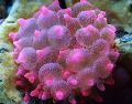   getupft Aquarium Meer Wirbellosen Bubble-Spitze-Anemone (Anemone Mais) / Entacmaea quadricolor Foto