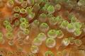   grijs Aquarium Zee Ongewervelde Bubble Tip Anemoon (Maïs Anemoon) anemonen / Entacmaea quadricolor foto