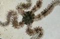   šviesiai mėlynas Akvariumas Jūra Bestuburiai Trapūs Sea Star jūros žvaigždės / Ophiocoma Nuotrauka