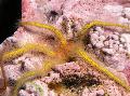   geel Aquarium Zee Ongewervelde Spons Brosse Zee Ster zeesterren / Ophiothrix foto