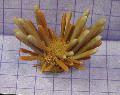 kuva Lyijykynä Urchin merisiilit tuntomerkit
