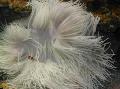   розов Аквариум Морски Безгръбначни Формован Полип (Ordinari Съсънка) анемони / Heteractis crispa снимка