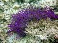   љубичаста Акваријум Море Бескичмењаци Beaded Sea Anemone (Ordinari Anemone) анемонес / Heteractis crispa фотографија