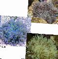   şeffaf Akvaryum Deniz Omurgasızları Boncuklu Deniz Anemon (Adi Anemon) / Heteractis crispa fotoğraf