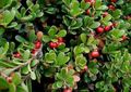   rosso I fiori da giardino Uva Ursina, Kinnikinnick, Manzanita / Arctostaphylos uva-ursi foto