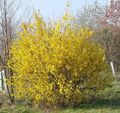   κίτρινος Λουλούδια κήπου Θάμνος Με Κίτρινα Φυλλοειδή Άνθη / Forsythia φωτογραφία