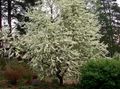   ホワイト 庭の花 鳥チェリー、チェリープラム / Prunus Padus フォト