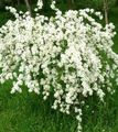   თეთრი ბაღის ყვავილები მარგალიტი ბუში / Exochorda სურათი