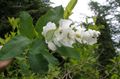   biely Záhradné kvety Perla Bush / Exochorda fotografie