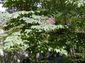   liila Puutarhakukat Japanilainen Angelica Tree / Aralia kuva