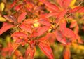   оранжевый Садовые Цветы Энкиантус / Enkianthus Фото