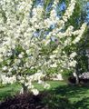   bianco I fiori da giardino Mela Ornamentale / Malus foto