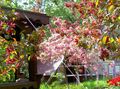   розовый Садовые Цветы Яблоня / Malus Фото
