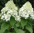   fehér Kerti Virágok Kalászok Hortenzia, Fa Hortenzia / Hydrangea paniculata fénykép