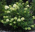   緑色 庭の花 穂アジサイ、木のアジサイ / Hydrangea paniculata フォト