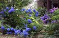  blu I fiori da giardino Ortensia Comuni, Bigleaf Ortensia, Ortensia Francese / Hydrangea hortensis foto