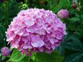   pink Tuin Bloemen Gemeenschappelijke Hortensia, Bigleaf Hortensia, Frans Hortensia / Hydrangea hortensis foto