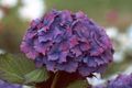   紫 常见的绣球花，大叶绣球，绣球法国 / Hydrangea hortensis 照
